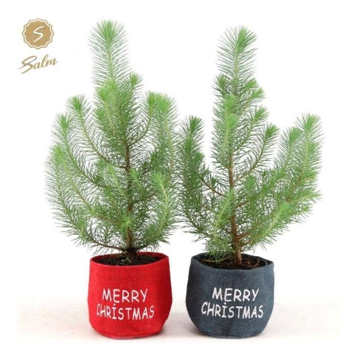 Pinus pin. 'Silver Crest' X-mas Duo in Bag