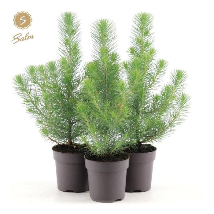 Pinus pinea 'Silver Crest' 