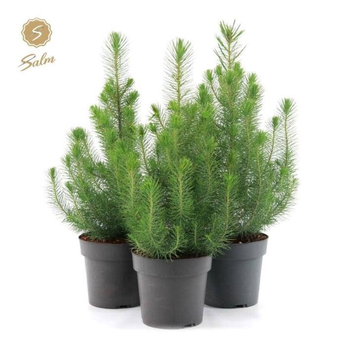 Pinus pinea 'Silver Crest'