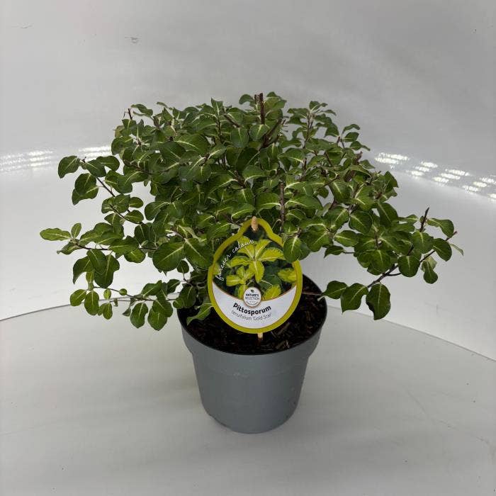 Pittosporum ten. 'Gold Star'
