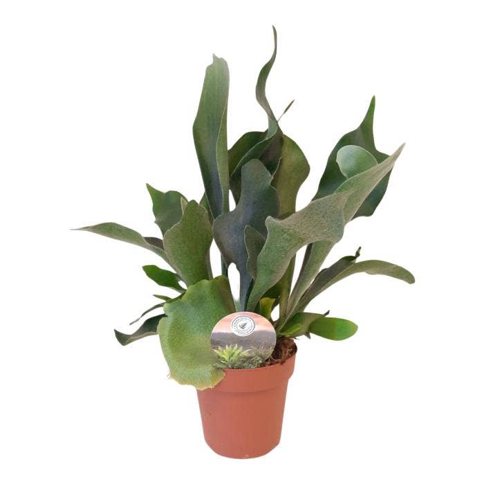 Platycerium bifurcatum