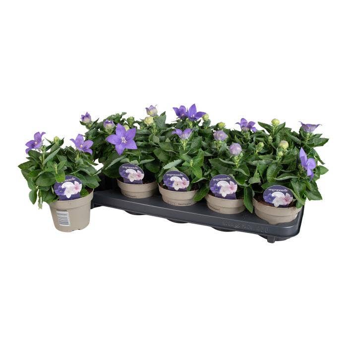 Platycodon Astra Bleu