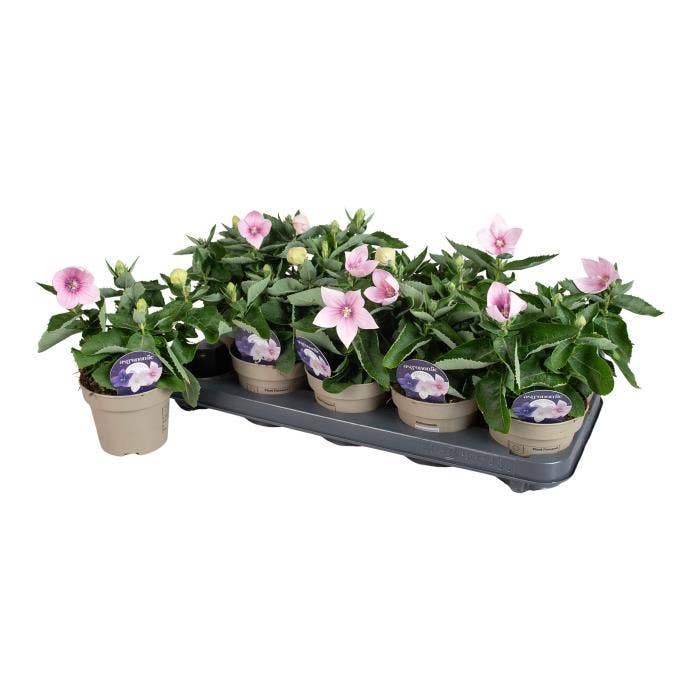 Platycodon Astra Pink
