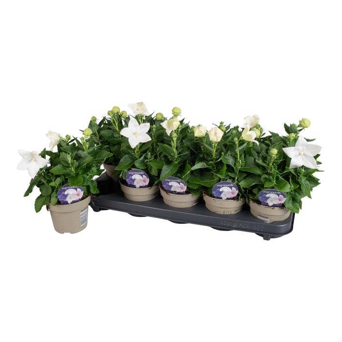 Platycodon Astra White