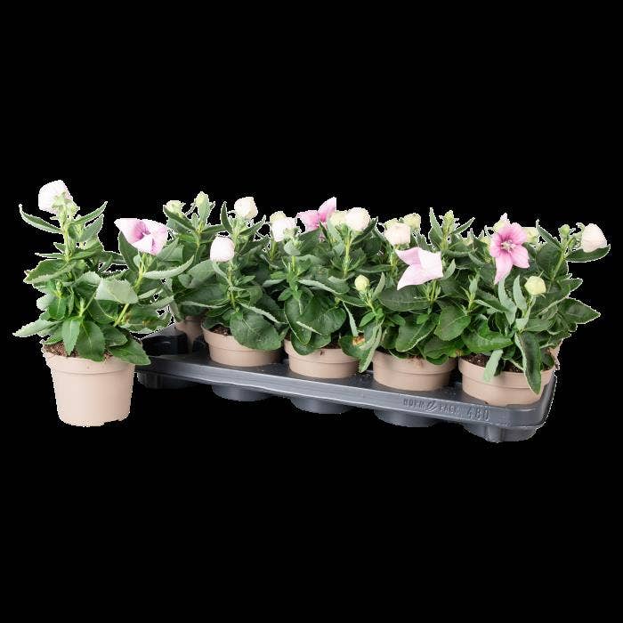 Platycodon Pink