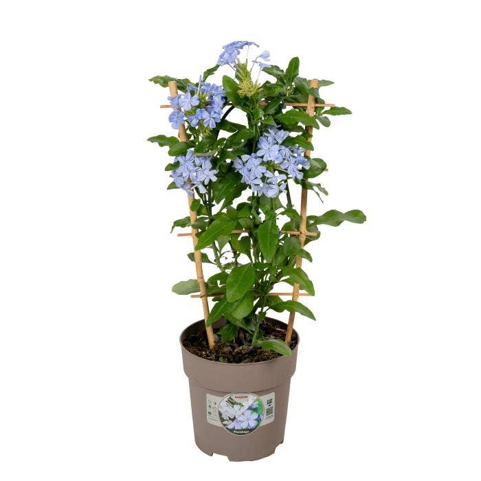 Plumbago