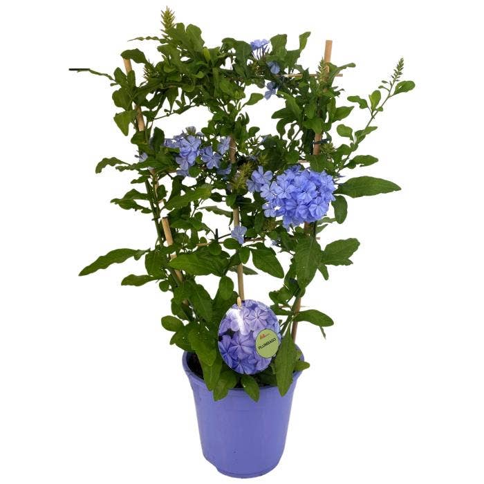 Plumbago
