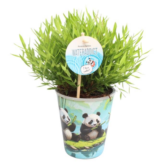 Pogonatherum Monica in Aquapot