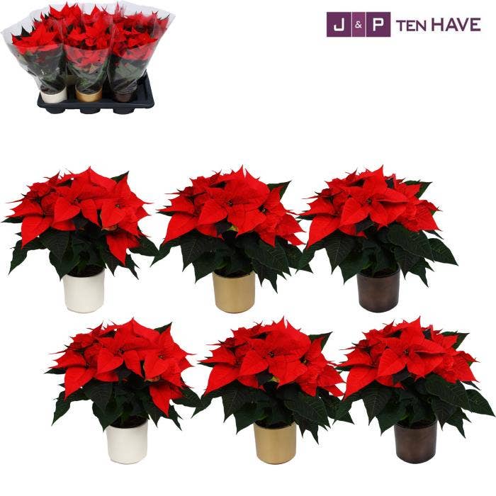 Poinsettia 13cm ''Premium red'' 5+ in gemengd kera