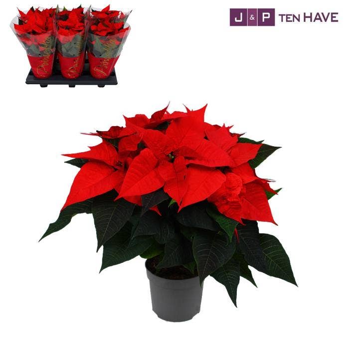 Poinsettia 13cm ''Premium red'' 5+