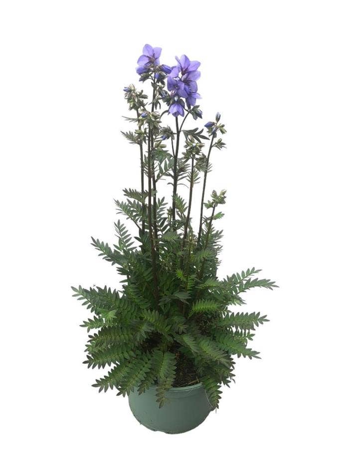 Polemonium cae. 'Bressingham Purple'
