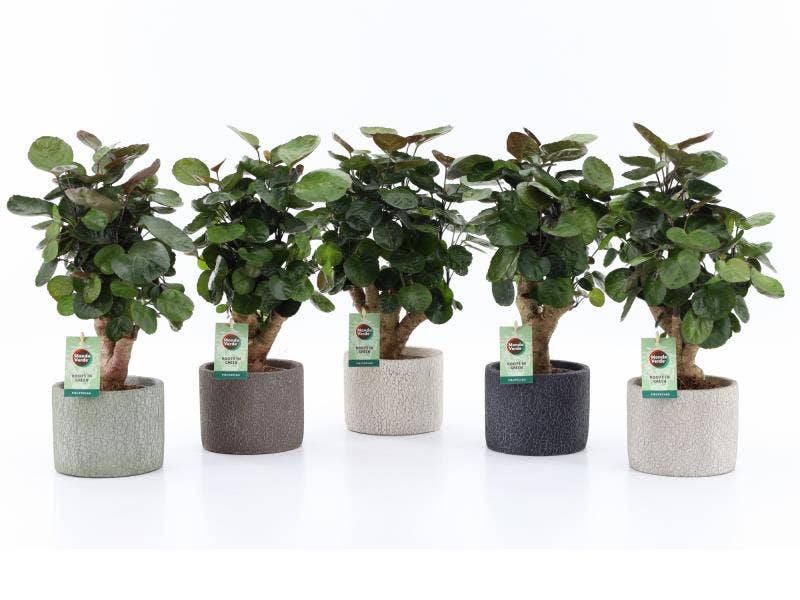 Polycias Fabian in Classic Stone