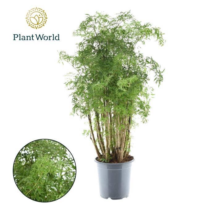 Polyscias Hawaiiana Ming