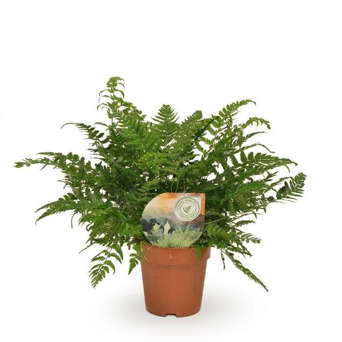 Polystichum tsussimense