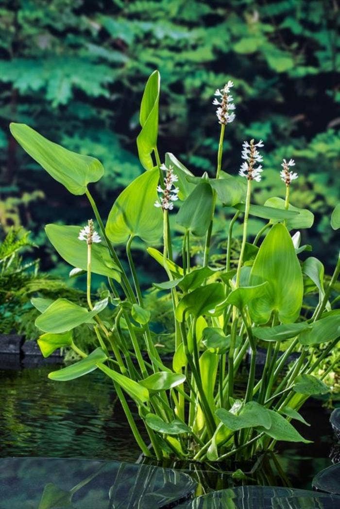 Pontederia cordata 'Alba'