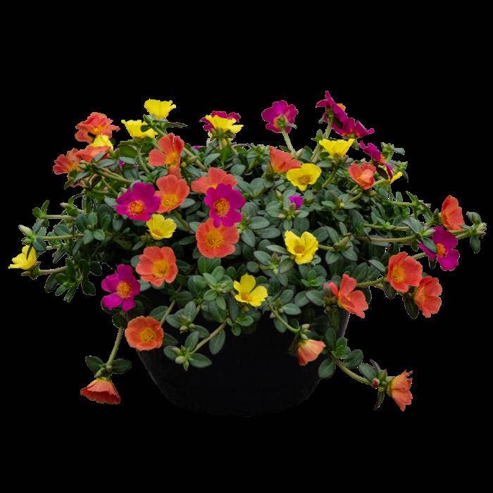 Portulaca Carnaval