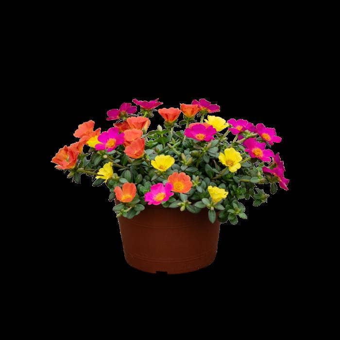 Portulaca Carnaval