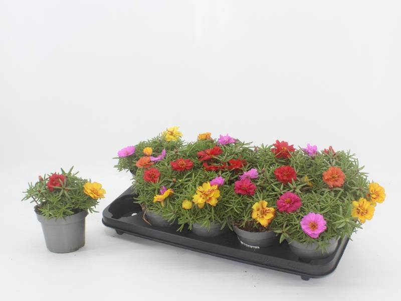 Portulaca gemengd