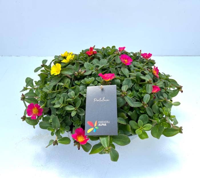 Portulaca in zinc bowl