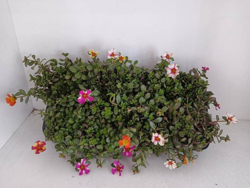 Portulaca