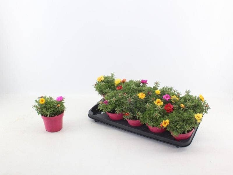 Portulaca