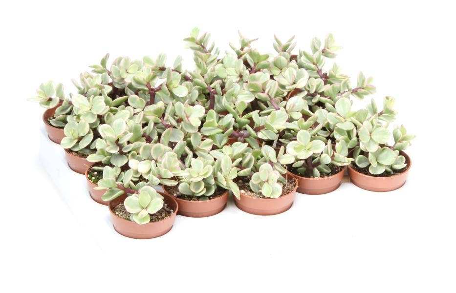 Portulacaria afra variegata
