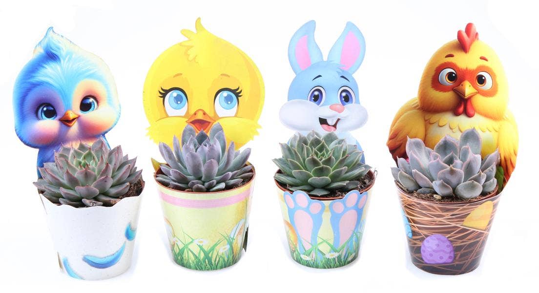 Potcover Paasmix echeveria mix