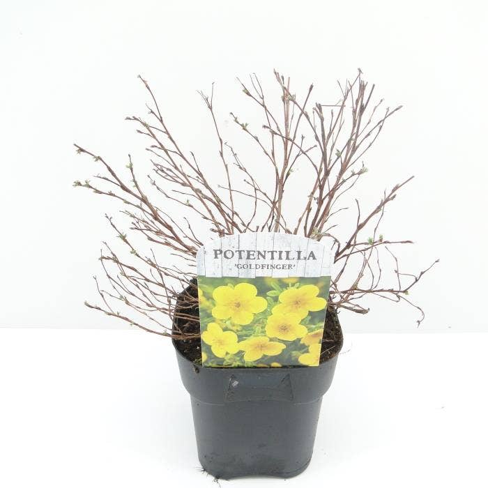 Potentilla fru. 'Goldfinger'