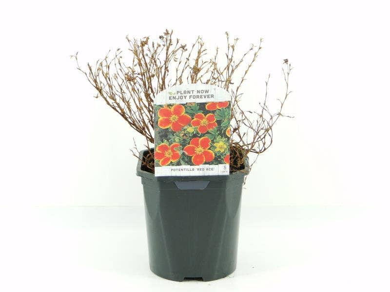 Potentilla fru. 'Red Ace'