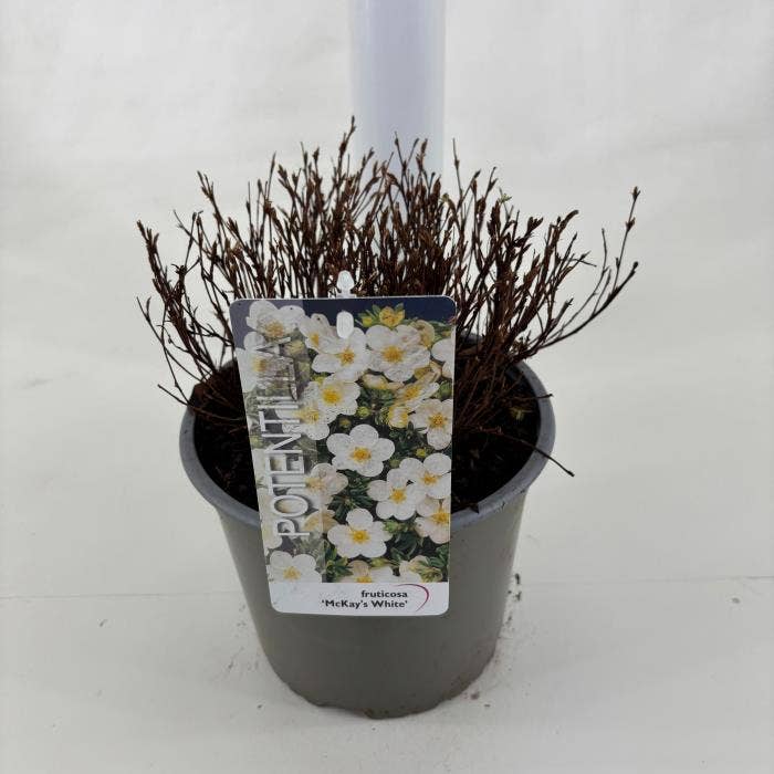 Potentilla frut. 'Mc. Kay's White'