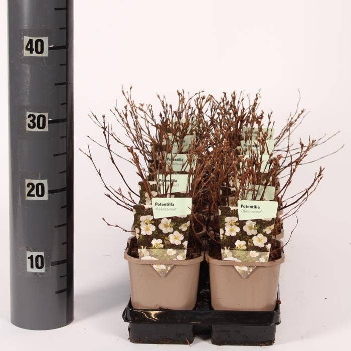 Potentilla fruticosa