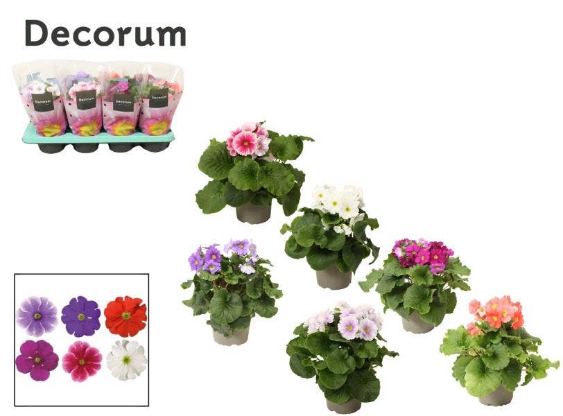 Primula obc. Touch Me