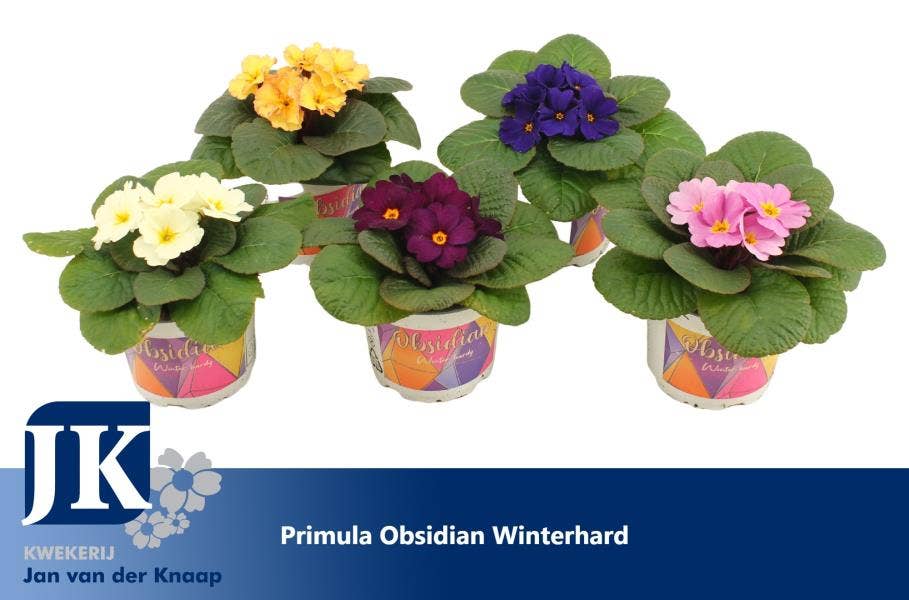 Primula Obsidian