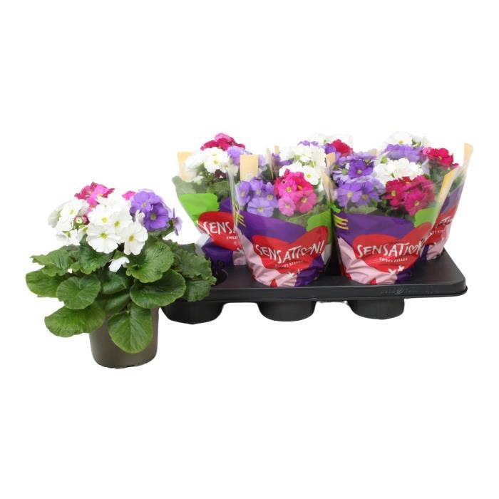 Primula 'Touch Me' !Sensation! Carnaval P14
