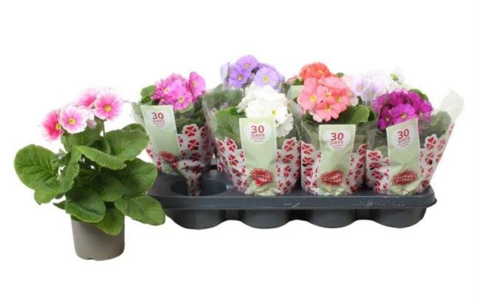 Primula 'Touch Me' 