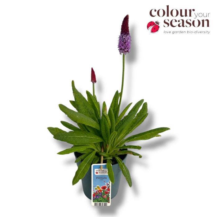 Primula Vialii