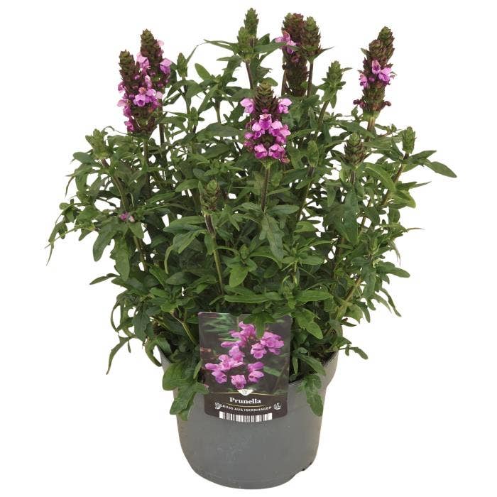 Prunella gra. 'Gruss aus Isernhagen'