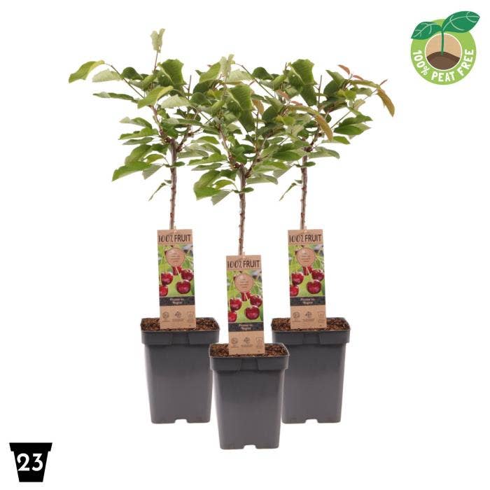 Prunus avi. ‘Regina'