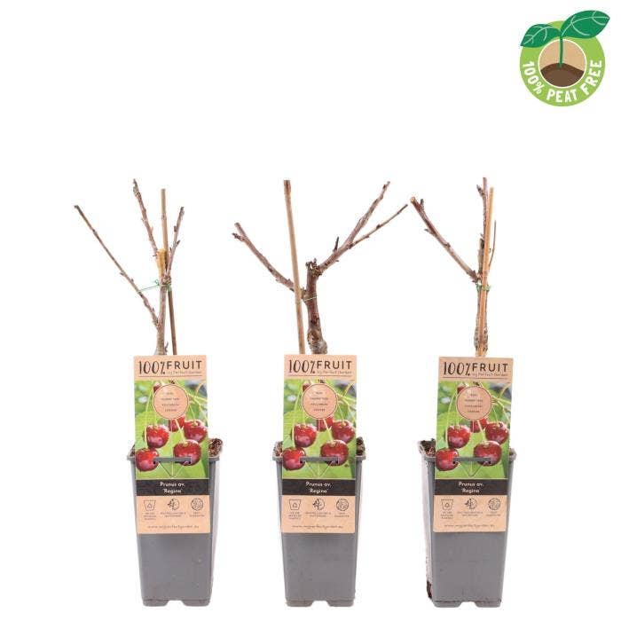 Prunus avi. ‘Regina'