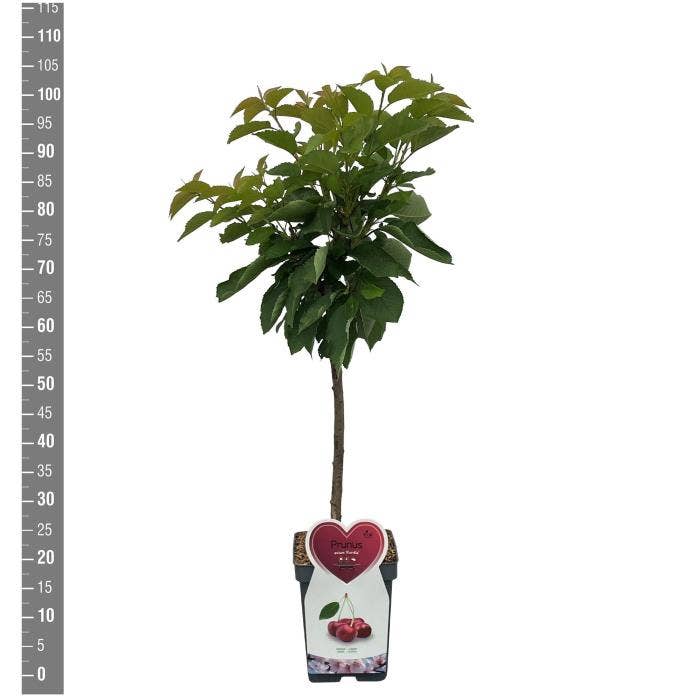 Prunus avium Kordia patio