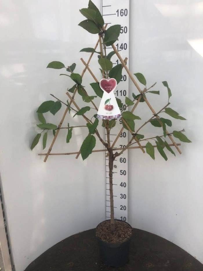 Prunus avium on trellis 