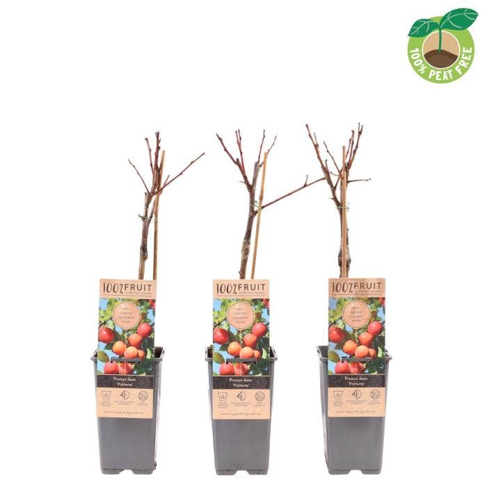 Prunus dom. 'Victoria'