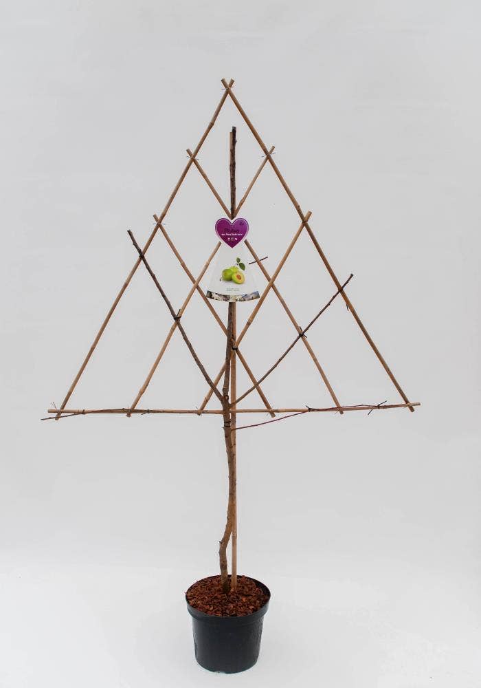 Prunus domestica on trellis 