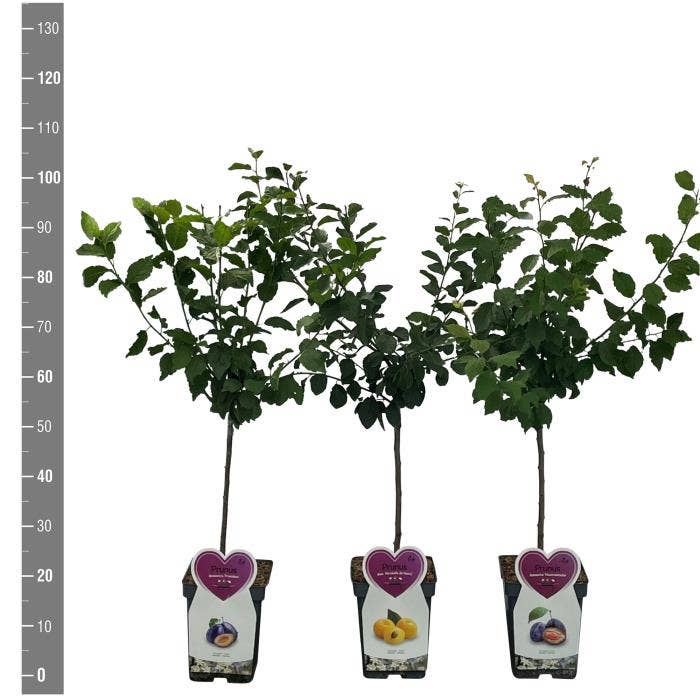 Prunus domestica patio