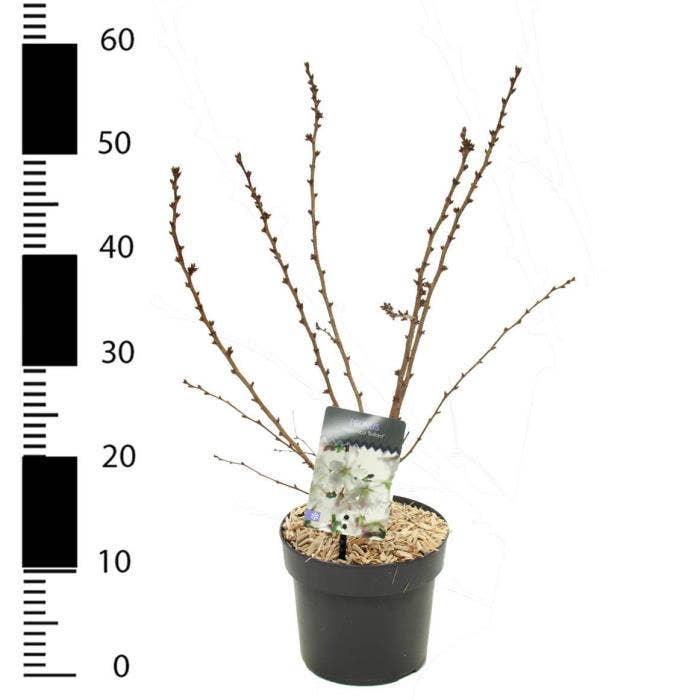 Prunus inc. 'Brillant'