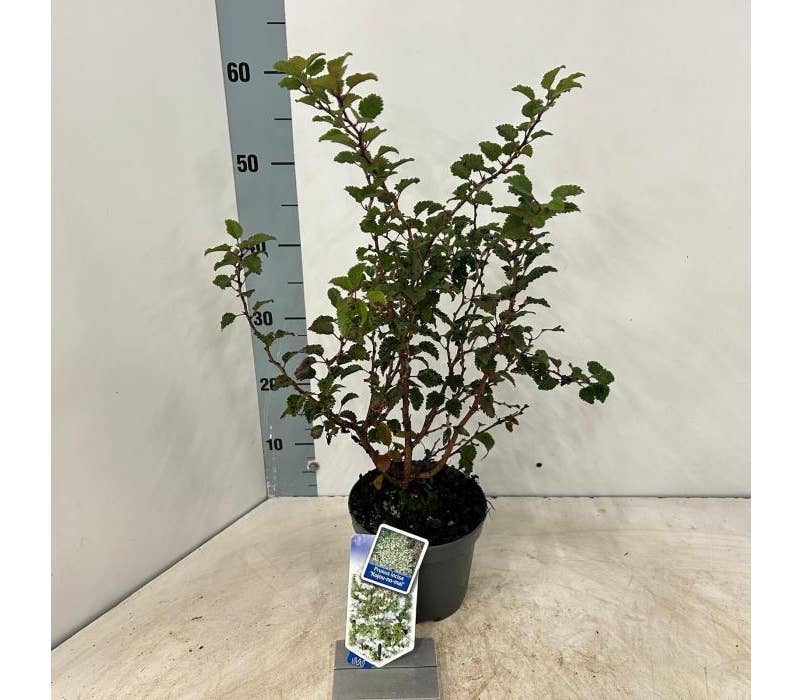 Prunus inc. 'Kojou-no-mai'