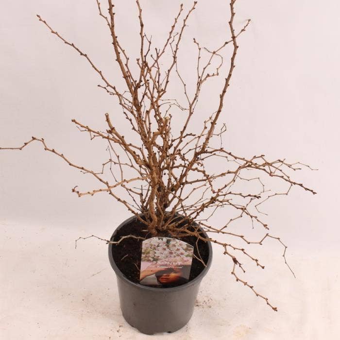 Prunus inc. 'Kojou-no-mai'