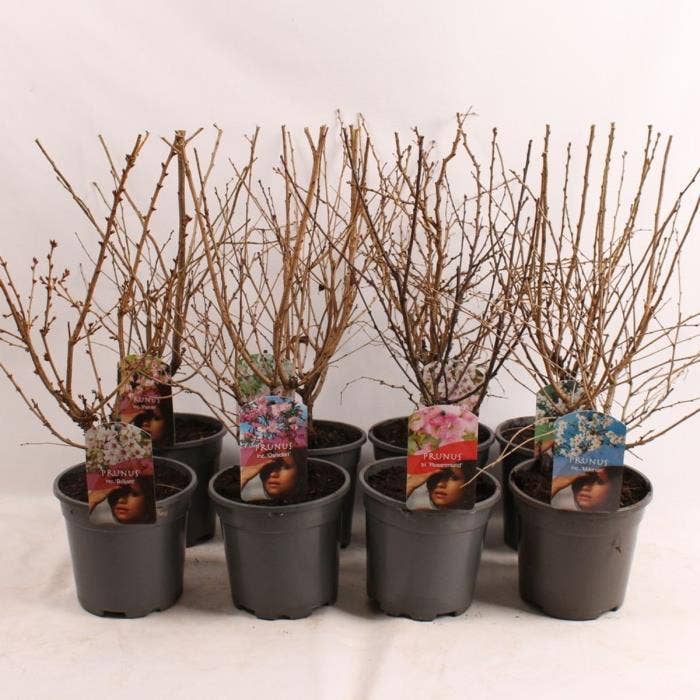 Prunus inc. Oshidori