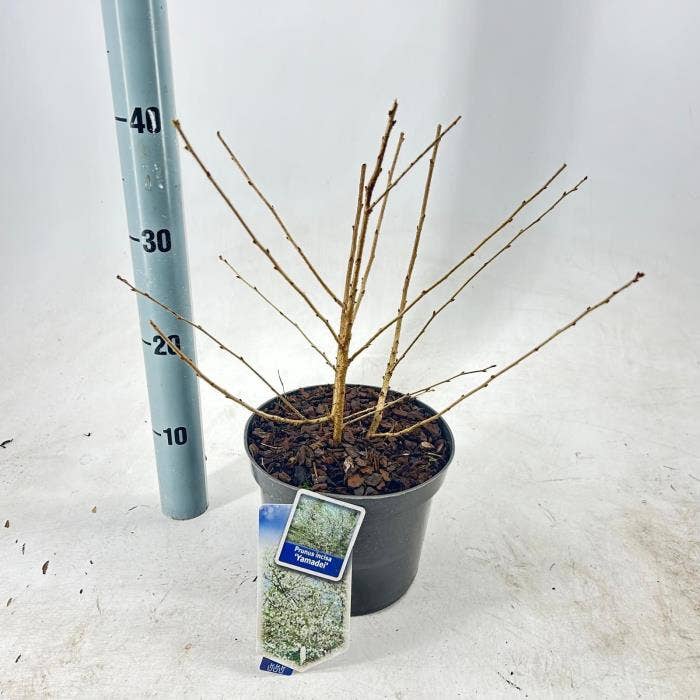 Prunus inc. 'Yamadei'