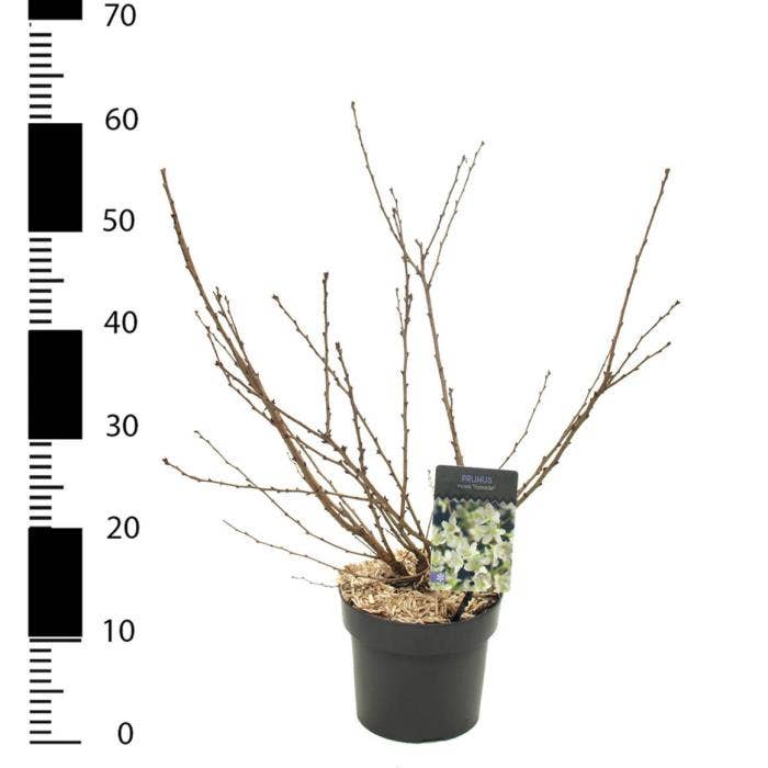 Prunus inc. 'Yamadei'